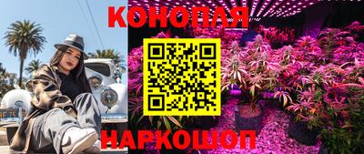 крисы Кингисепп